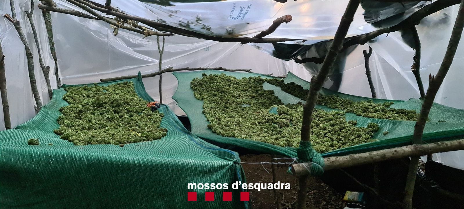 Cultivaven marihuana en una zona boscosa de difícil accés a Les Guilleries