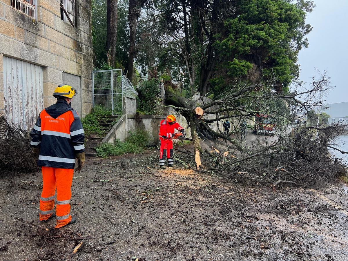 Operarios de Emerxencias-Protección Civil talaron el árbol.