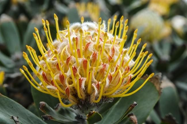 Visita a una plantacion de proteas een la Granja Agrícola del Cabildo. FOTOS: JC CASTRO