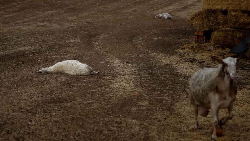 Dos ovejas muertas esparcidas por la tierra tras el ataque en la explotación ayer por la noche.