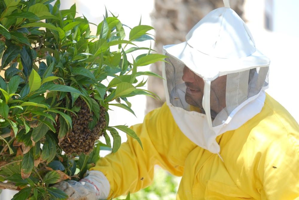 Revuelo en la calle principal de La Marina por un panal de abejas