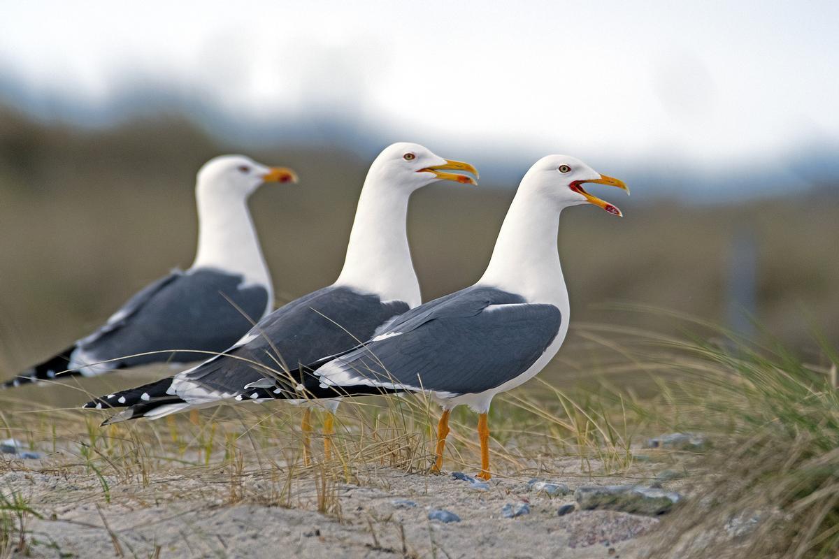 Gaviotas