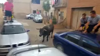 Vídeo | Tres heridos en un encierro de toros de Alcalá del Júcar tras escaparse un novillo del recinto