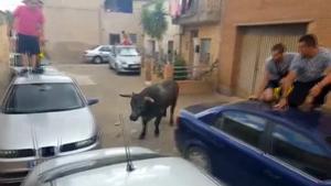 Un novillo se escapa durante un encierro en Alfamén (Zaragoza) y hiere a una niña
