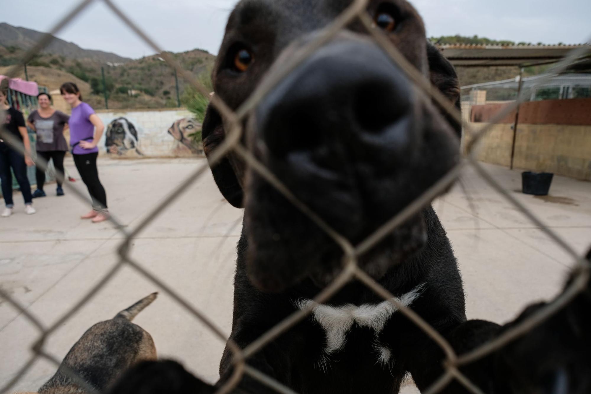 La Protectora de Animales de Málaga, a finales de octubre