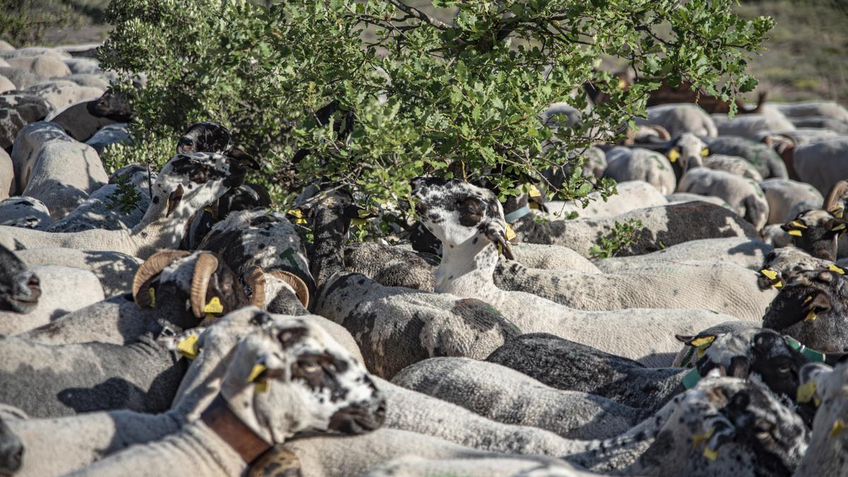 Les ovelles van fer un canvi d&#039;alimentació durant el camí