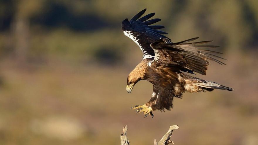 Denuncian que un megaparque solar amenaza la recuperación del águila imperial