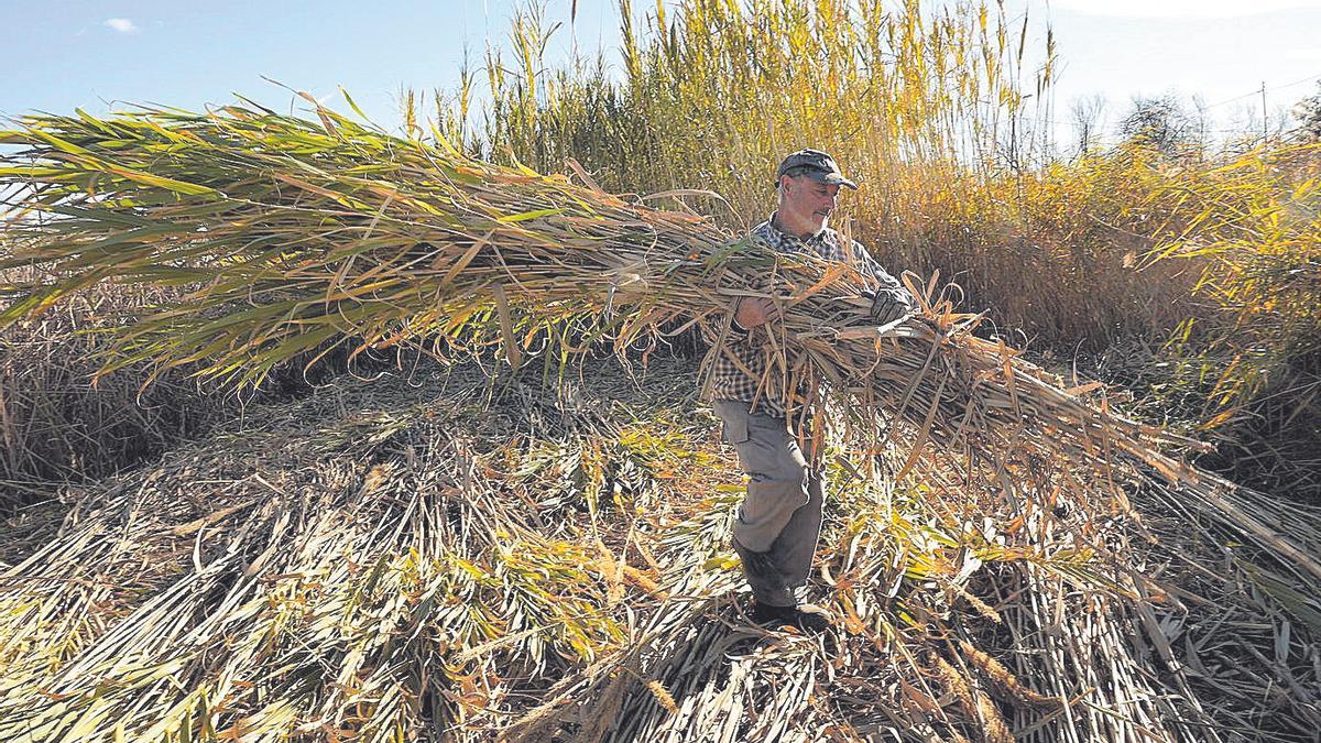 Trabajo. Fernando Renau, en el cañar, ubicado entre Castelló y el Grau, donde recoge los juncos magdaleneros.