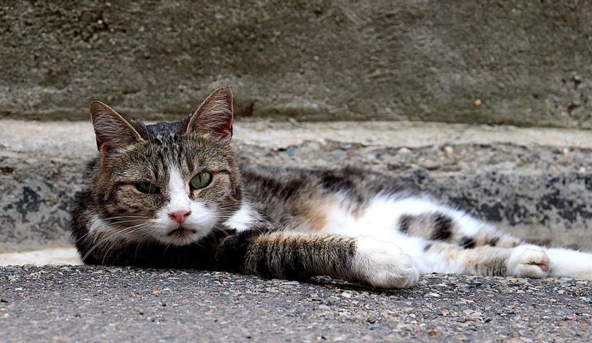 Ayudar a quien recoge gatos enfermos en la calle