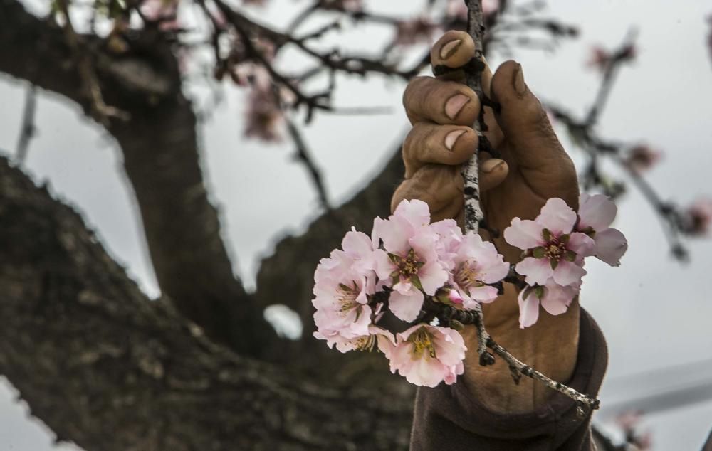 Los almendros comienzan la floración en Elche