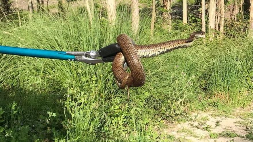 Capturada una víbora cerca de una zona infantil en Galicia