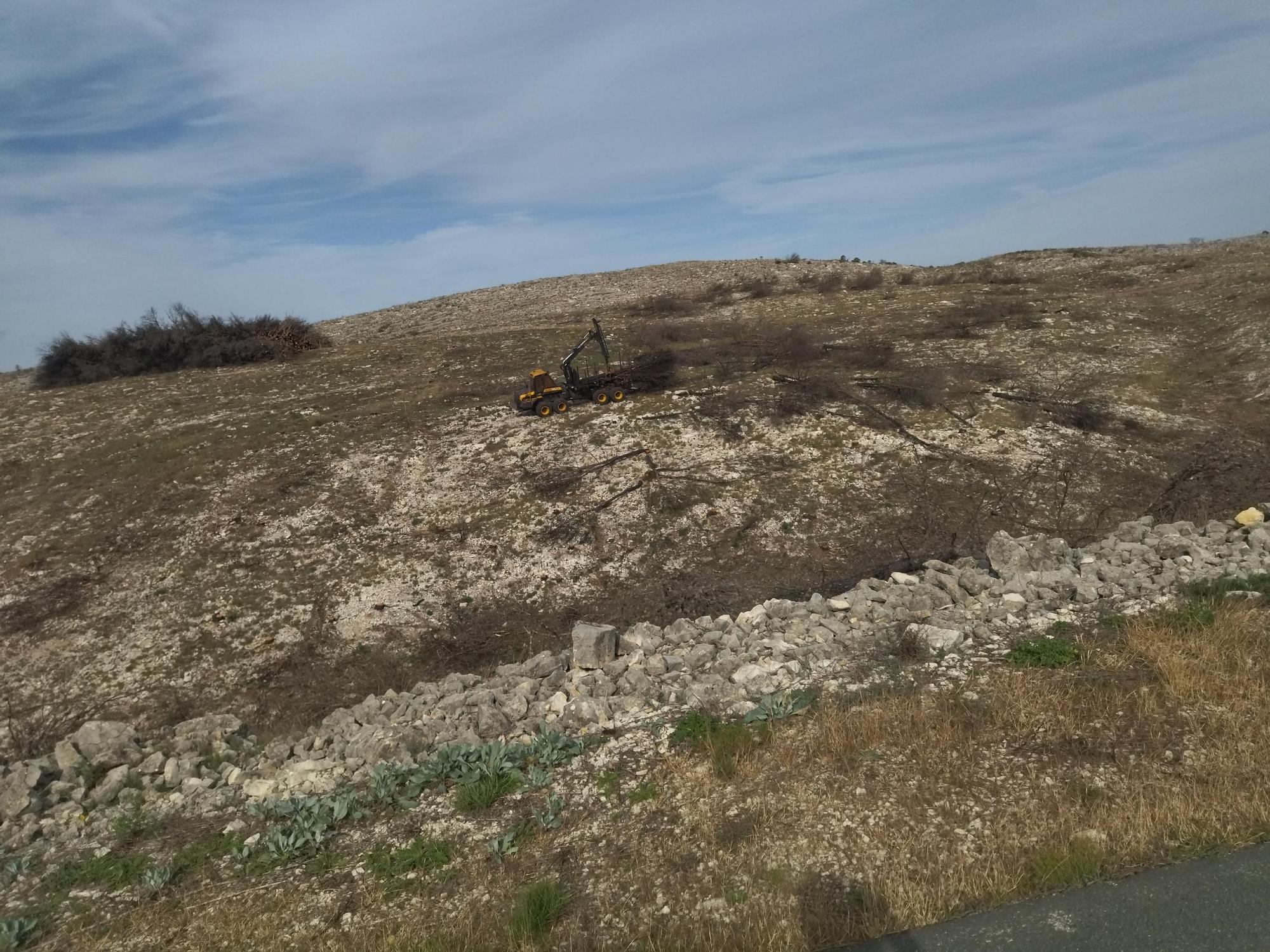 Regeneración tras la catástrofe: miles de pinos carbonizados y ahora talados y apilados