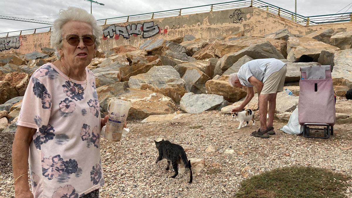 Una cita con los gatos del Hombre del Mar en Torrevieja. Lola y Antonio, una pareja de 79 y 84 años, cuidan a diario desde hace más de quince años a la colonia de gatos del Monumento del Hombre del Mar