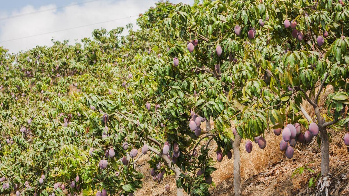 Plantación de mangos