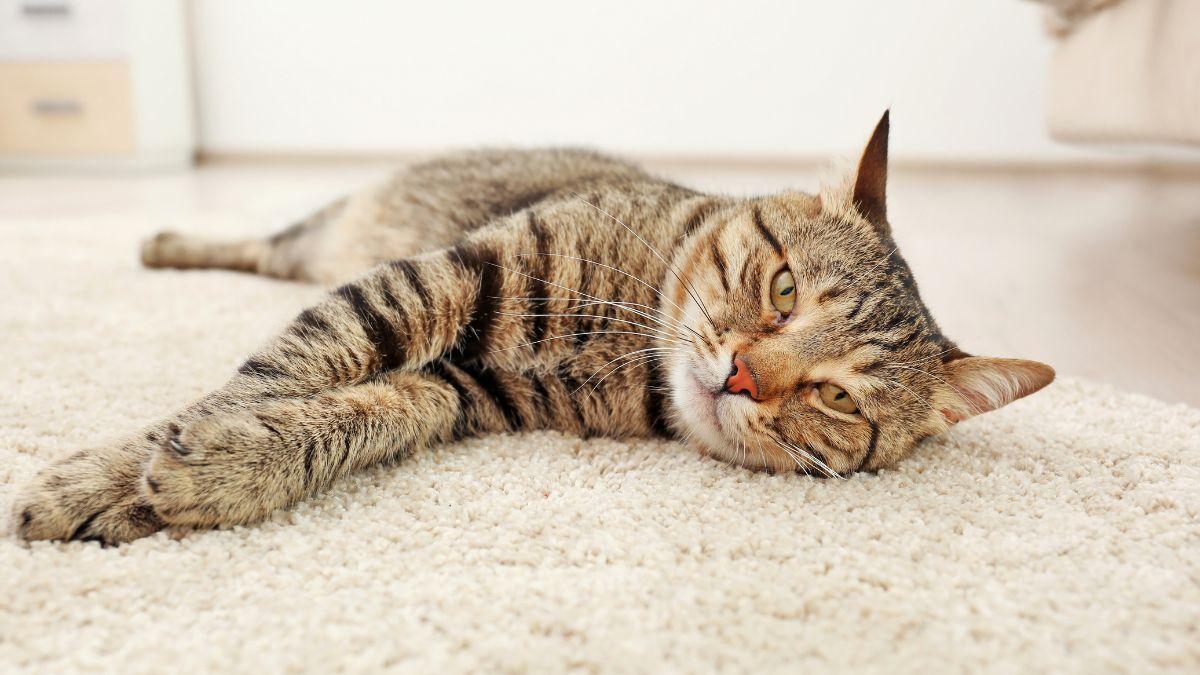 ¿Tu gato con insuficiencia renal ha dejado de comer? Qué hacer para que recupere el apetito