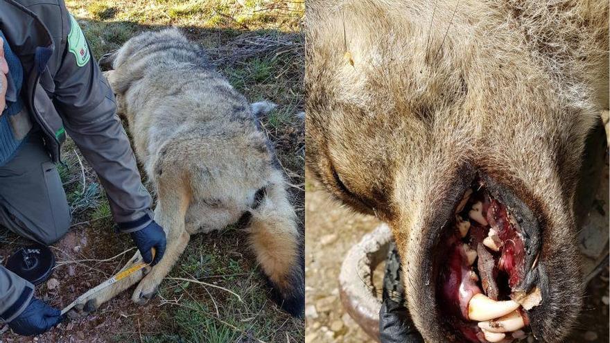 El lobo ibérico hallado muerto en Ufones, probablemente tras ser atropellado por un vehículo pesado.