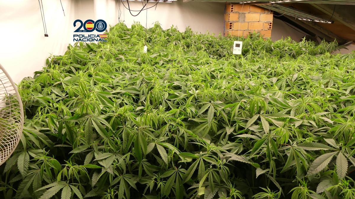 La marihuana estaba en una casa que integra una red de viviendas de alquiler para este tipo de plantaciones.