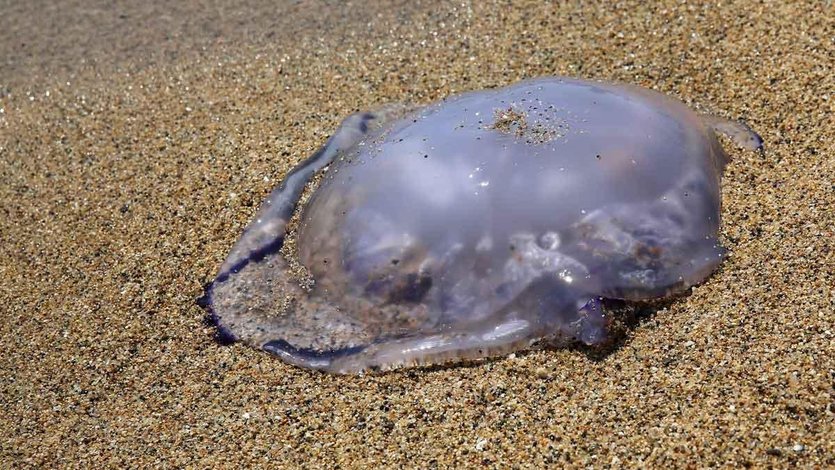 Las medusas comienzan a llegar a las playas de Barcelona