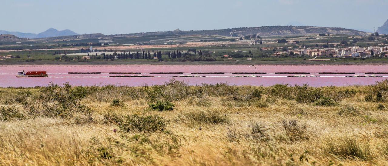 Imagen reciente de la zona de la Punta La Víbora en la laguna de Torrevieja.