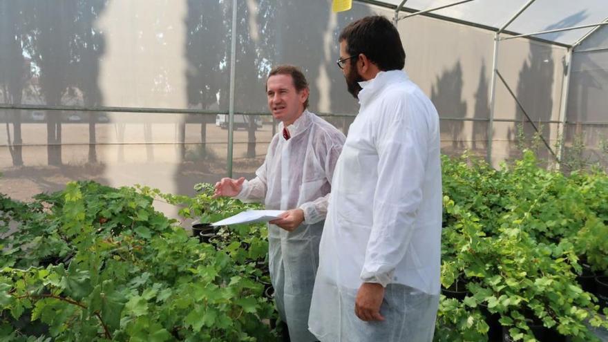 Ascienden a 740 los casos de Xylella fastidiosa en las islas