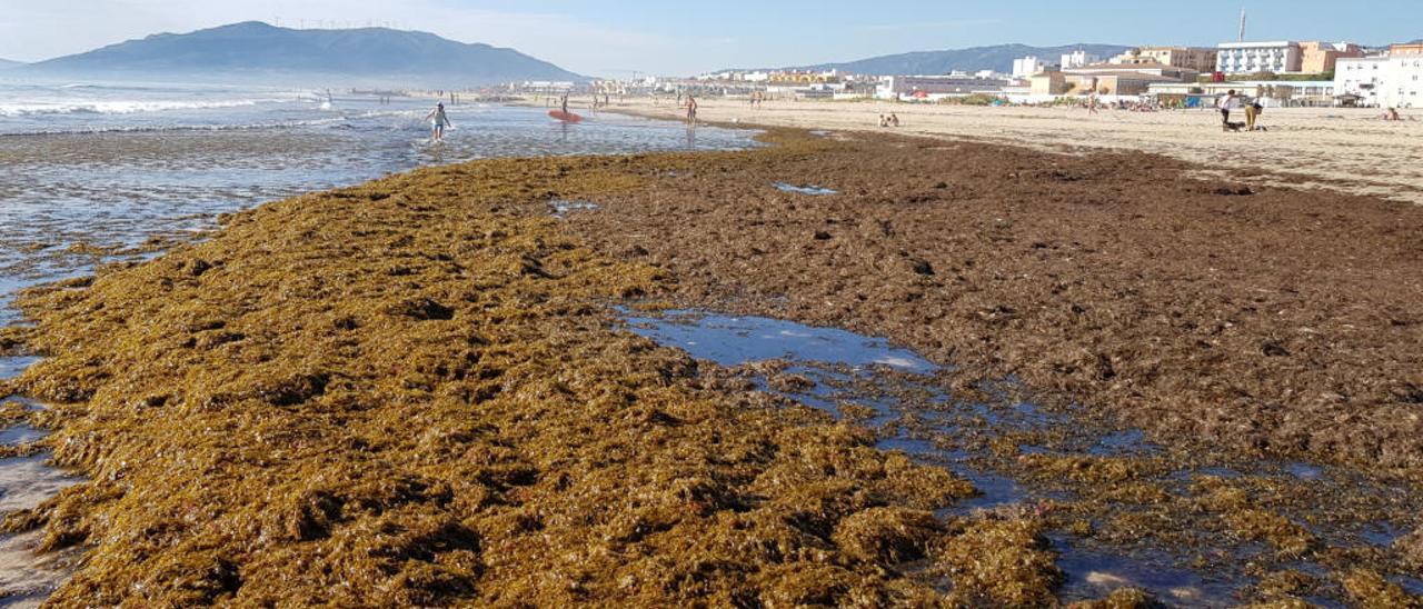 Una playa de Cádiz, este verano, invadida por la alga asiática.