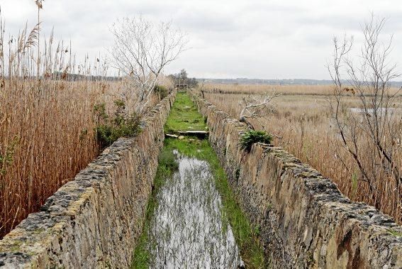 Das Naturschutzgebiet S'Albufera wird 30 Jahre alt - und steckt in einer tiefen Krise. Umweltschützer schlagen Alarm, die Politik bleibt weitgehend untätig.