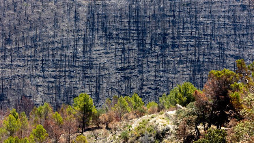 Tàrbena pide ayuda para volver a ser verde tras el incendio que arrasó el valle