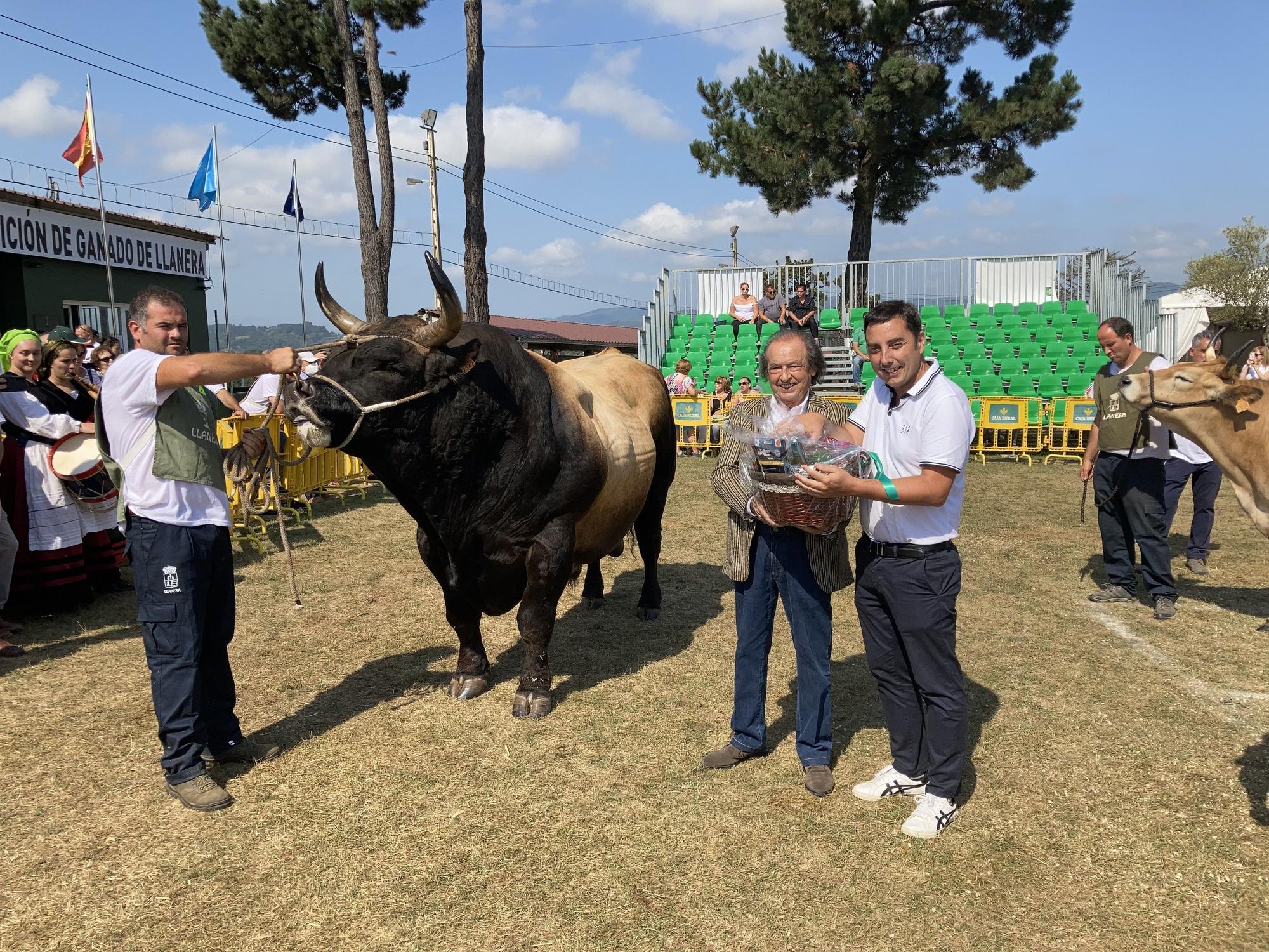 El concurso de ganado de Llanera fue todo un éxito: aquí tienes algunas de las reses ganadoras