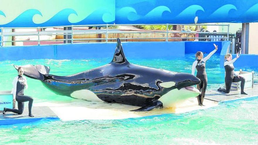 L’orca Lolita, en un aquari de Miami (els EUA), on viu sola, privada de la companyia d’altres congèneres