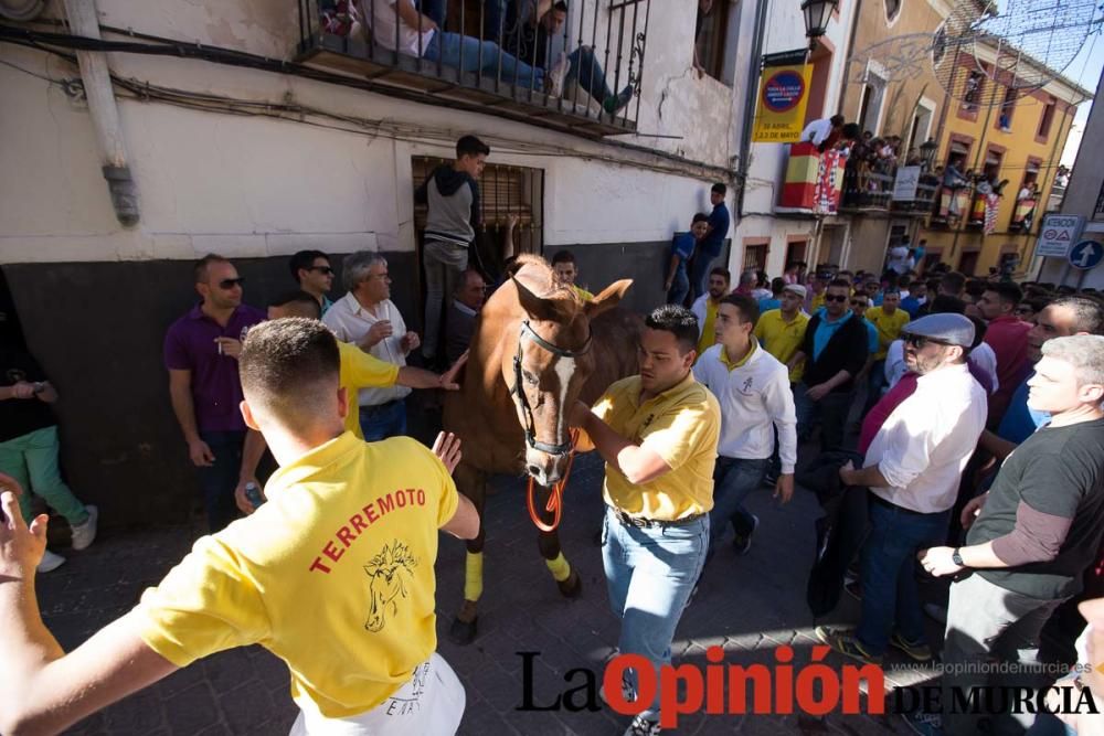 Caballo a pelo Caravaca (Desfile)