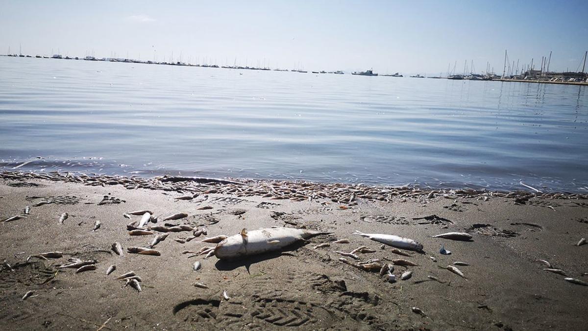 Peces muertos en una de las playas del Mar Menor, en Murcia