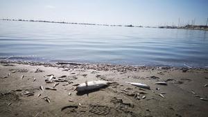 Peces muertos en una de las playas del Mar Menor, en Murcia, el pasado octubre, tras la DANA de otoño.