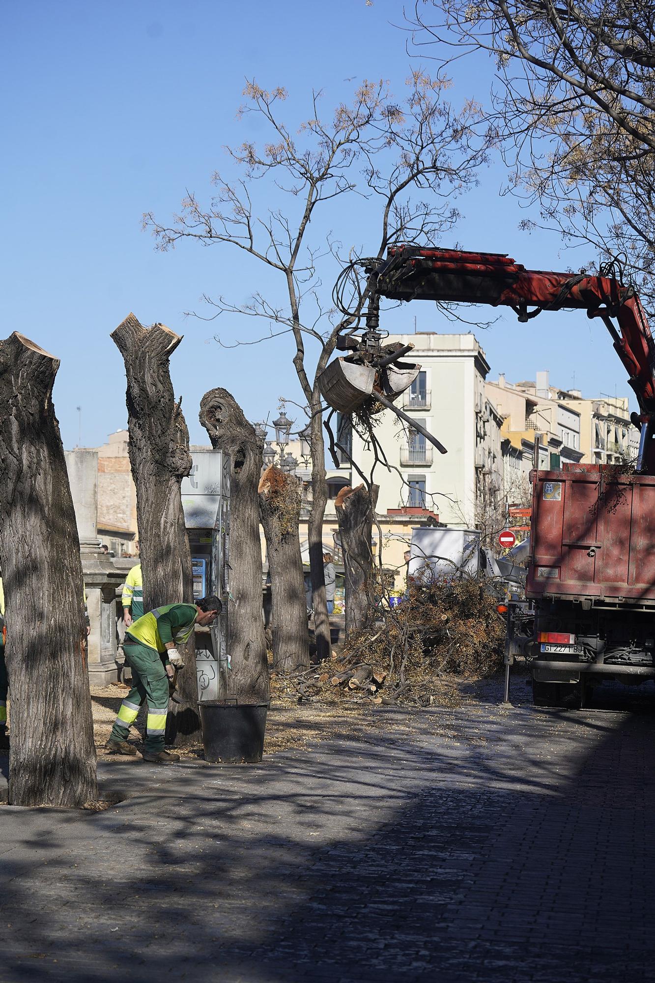 Talen cinc arbres a prop del pont de Pedra de Girona que podien caure