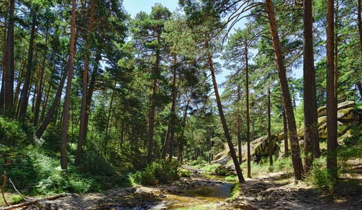 Estos son los bosques más mágicos de España