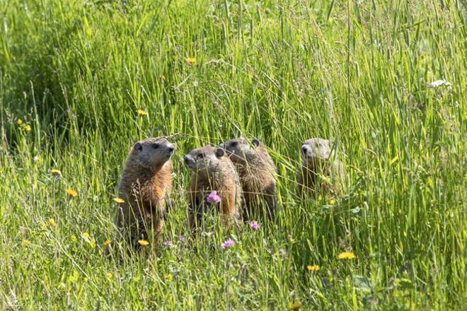 Marmotas en Gaspesie