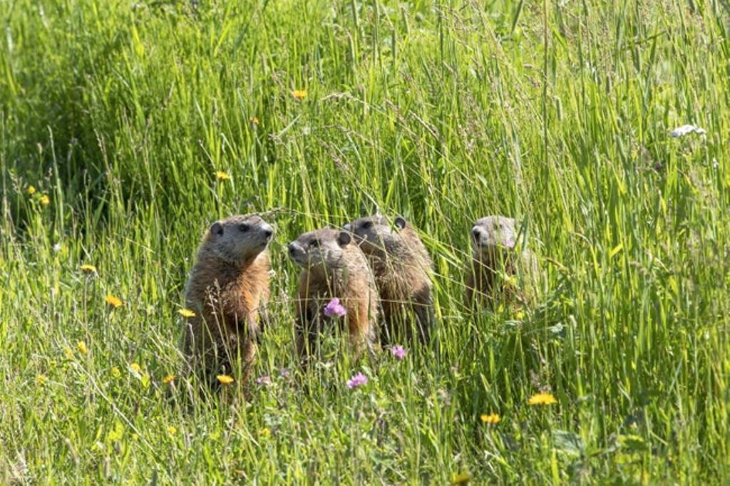 Marmotas en Gaspesie
