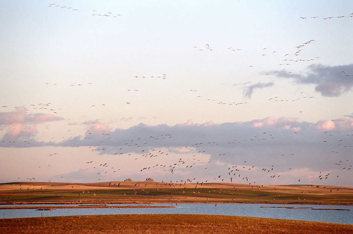 Lagunas de Villafáfila