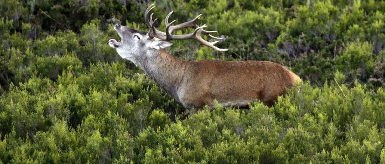 Un venado durante la berrea en Caso.