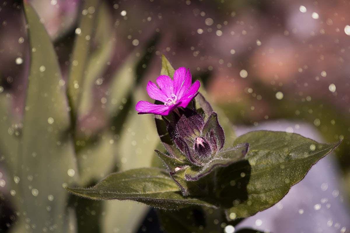 Les al·lèrgies al pol·len arribaran més tard aquesta primavera, però amb més força