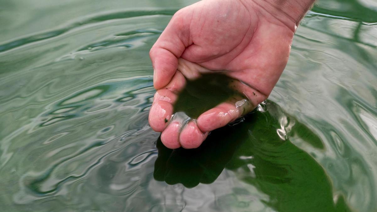 Producción de la microalga espirulina en las instalaciones de Microalgae Lab, en Tarragona.