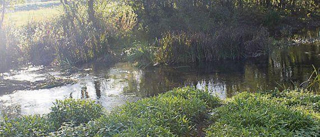 El presidente de &quot;Las Mestas&quot;, Enrique Berrocal, hace una suelta en el río Rodaco, afluente del Cubia.