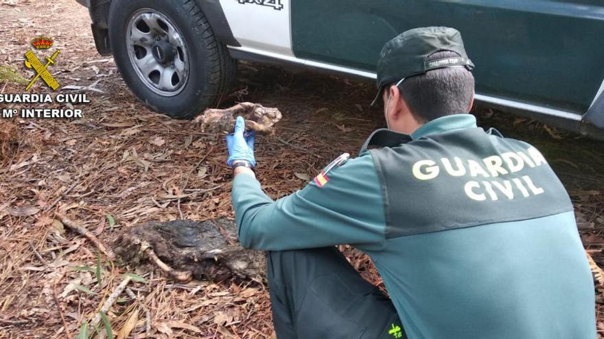 El animal fue hallado en Couso // Guardia Civil