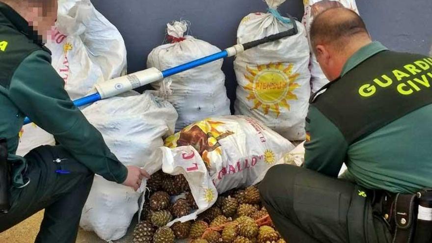 Sorprendidas dos personas por sustraer 320 kilos de piñas en Fregenal de la Sierra