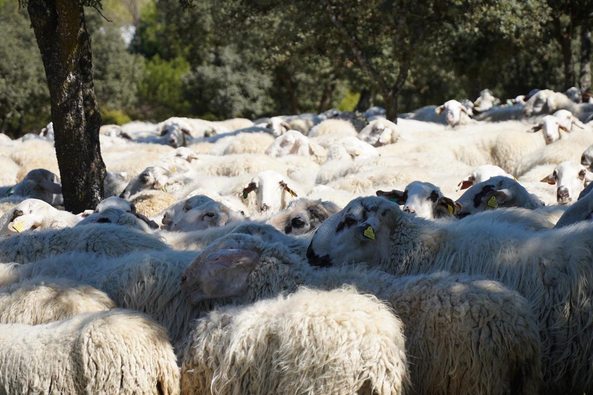 Esta iniciativa tiene previsto actuar sobre 3.750 hectáreas con más de 21.000 animales.