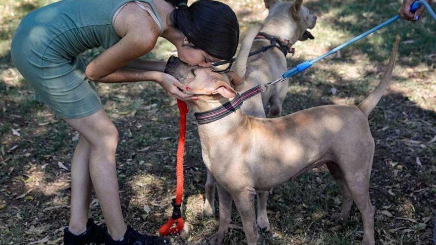 Die Hunde, die nicht mit umziehen können, werden ins Tierheim Son Reus gebracht