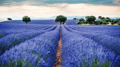 Tercer viaje a la Alcarria: tras los pasos de Camilo José Cela