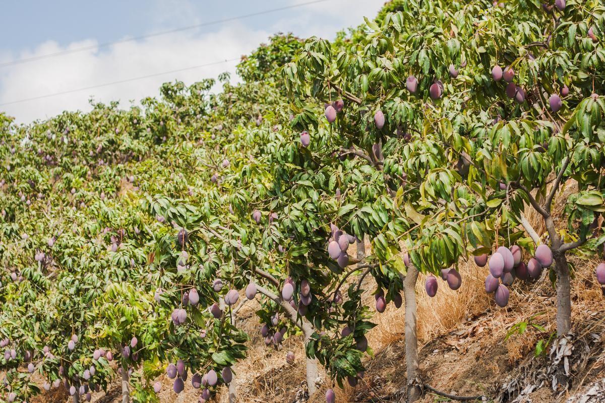 Plantación de mangos