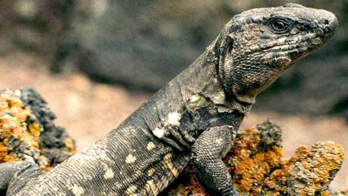 Un ejemplar de lagarto de El Hierro.