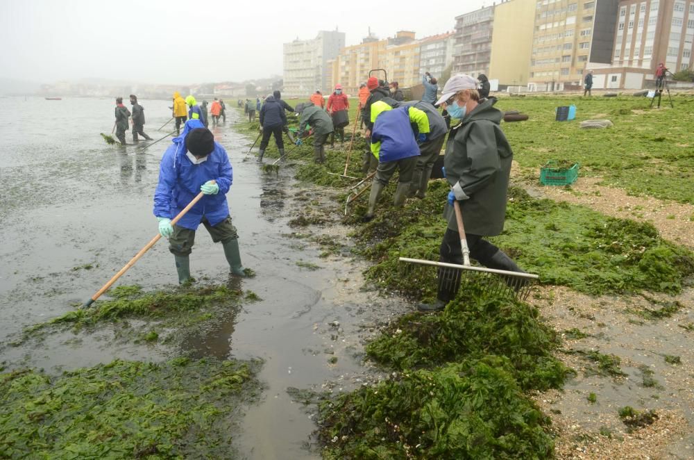 La agrupación de Carril limpia el manto verde de algas que arrastró el temporal Álex a la playa Compostela. / Noé Parga