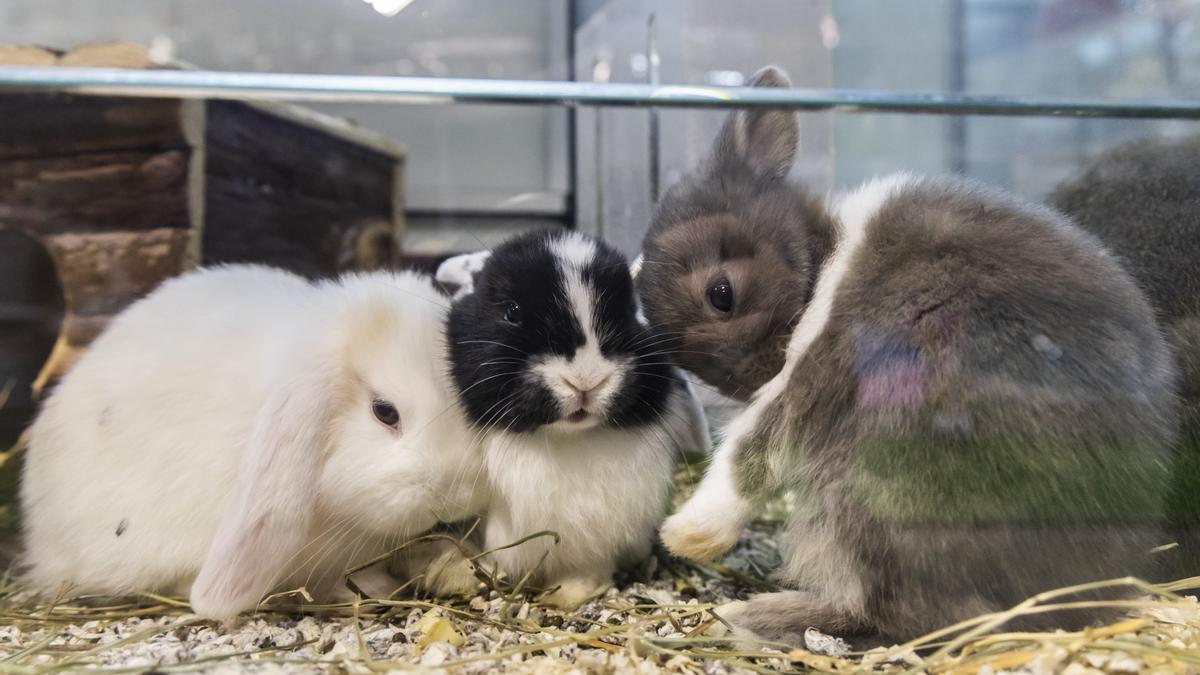 Más allá de perros, gatos y hurones no se saben las mascotas permitidas.